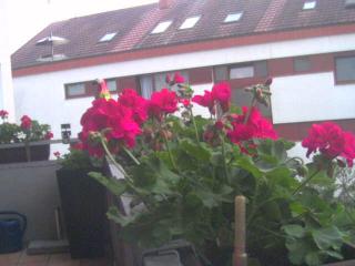Wetter Webcam Emmendingen (Hochburg) Wetter Webcam Emmendingen (Hochburg)